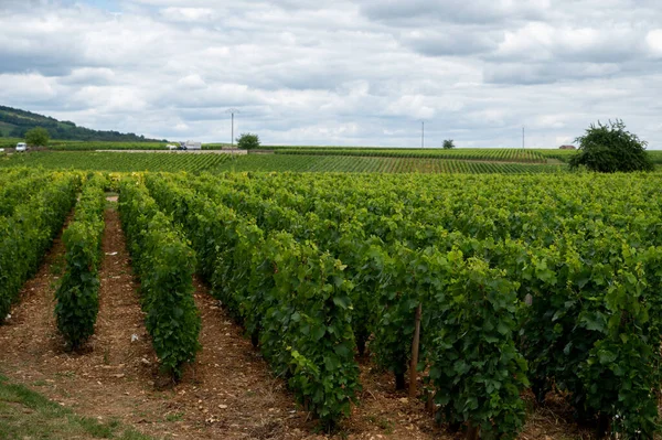 Зеленые Виноградники Растущими Сортами Винограда Производство Высококачественного Известного Французского Белого — стоковое фото