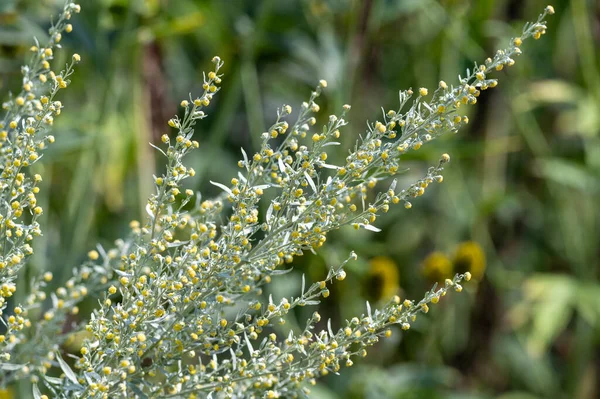 Botanical Collection Leaves Berries Silver Mound Artemisia Absinthum Medicinal Plant — Stok fotoğraf