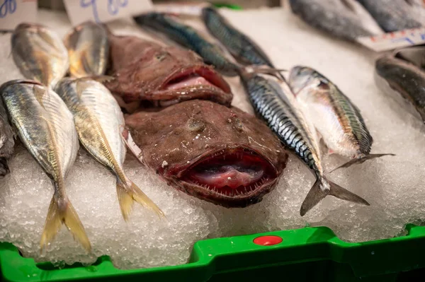 Assortiment Van Verse Dagelijkse Vangsten Van Vis Schelpen Weekdieren Ijs — Stockfoto