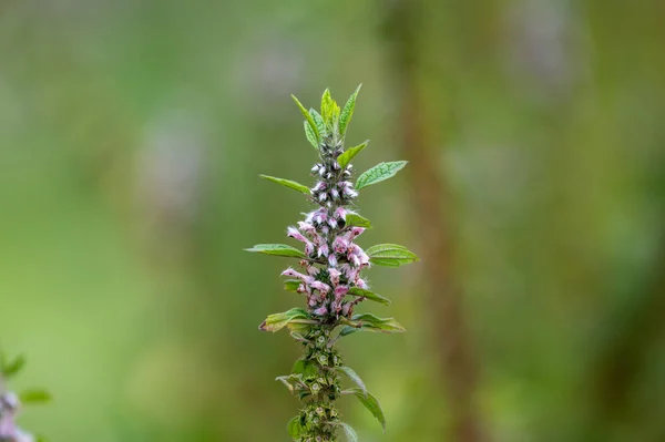 Medicinal Plant Leonurus Cadriaca Motherwort Growing Garden Summer — Fotografia de Stock