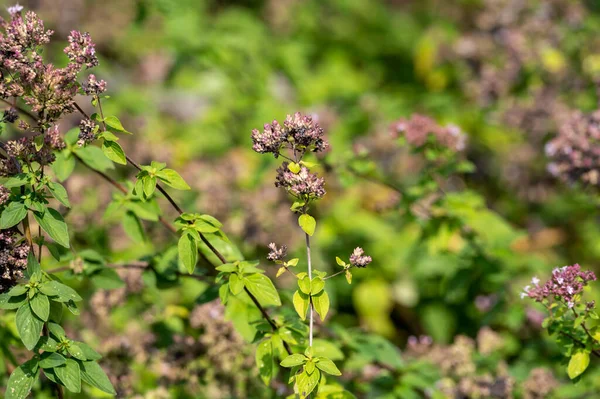 Blossom of oregano or majoram aromatic kitchen herb, nature background