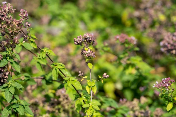 Blossom Oregano Majoram Aromatic Kitchen Herb Nature Background — ストック写真