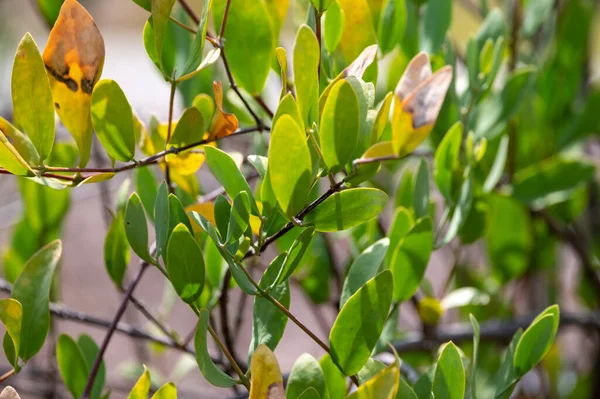 Leaves of Jojoba Simmondsia chinensis goat nut plant, close up