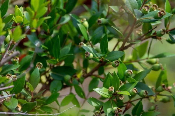 Botanical collection, leaves and berries of myrtus communis or true myrtle plant growing in garden in summer