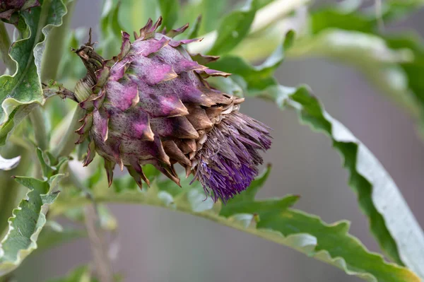 Cynara Cardunculus Prickly Artichoke Plants Growing Garden — Fotografia de Stock