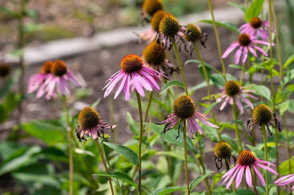 Blossom Echinacea Purpurea Magnus Coneflower Garden Summer — 스톡 사진