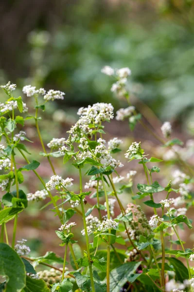 Summer Blossom Fagopyrum Esculentum Buckwheat Edible Plant Healthy Vegetarian Food — Foto de Stock