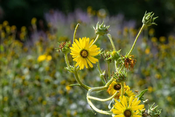 Yellow Flowers Heads Silphium Laciniatum Compass Plant Growing Summer Garden — Fotografia de Stock