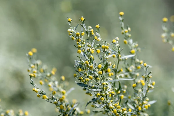 Botanical Collection Leaves Berries Silver Mound Artemisia Absinthum Medicinal Plant — Zdjęcie stockowe