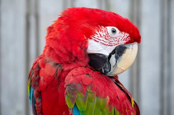 Large Colorful South American Macaw Ara Parrot Sitting Outdoor Close — Stockfoto