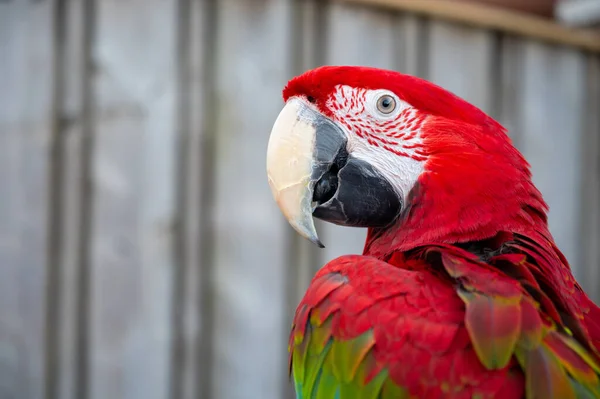 Большой Красочный Южноамериканский Попугай Ара Сидит Открытом Воздухе Крупным Планом — стоковое фото