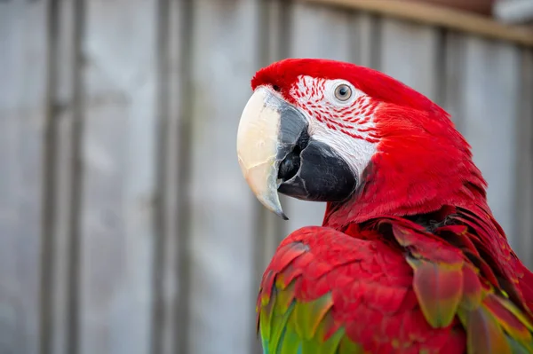 Large Colorful South American Macaw Ara Parrot Sitting Outdoor Close — Foto Stock