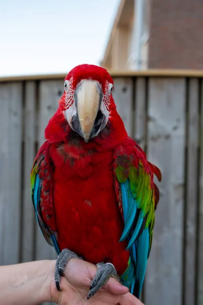 Large Colorful South American Macaw Ara Parrot Sitting Outdoor Close — Foto de Stock