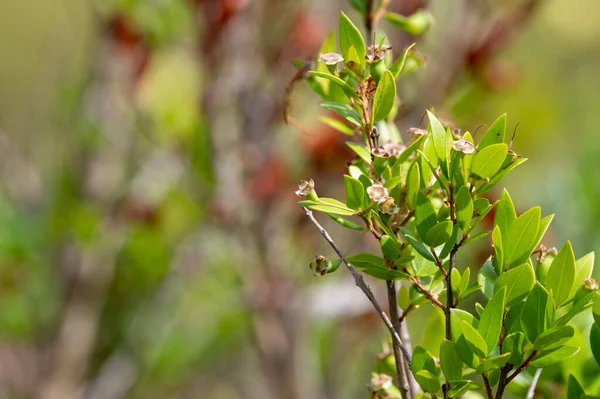 Botanical collection, leaves and berries of myrtus communis or true myrtle plant growing in garden in summer