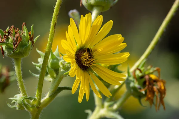 Yellow Flowers Heads Silphium Laciniatum Compass Plant Growing Summer Garden — Stockfoto