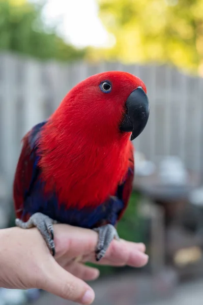 Eclectus Female Parrot Native Solomon Islands Australia Maluku Islands Bright — Stockfoto