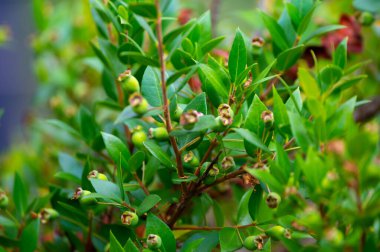 Botanical collection, leaves and berries of myrtus communis or true myrtle plant growing in garden in summer