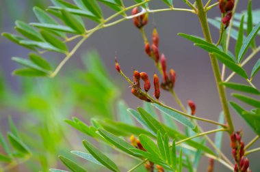 Botanical collection, Glycyrrhiza glabra or root liquorice medicinal plant growing in garden in summer