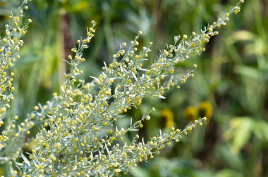 Botanical collection, leaves and berries of silver mound artemisia absinthum medicinal plant in summer