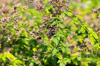Blossom of oregano or majoram aromatic kitchen herb, nature background