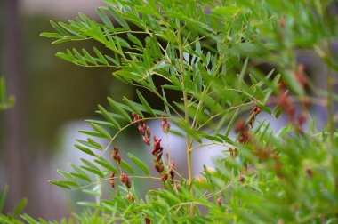 Botanical collection, Glycyrrhiza glabra or root liquorice medicinal plant growing in garden in summer