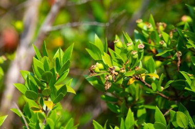 Botanical collection, leaves and berries of myrtus communis or true myrtle plant growing in garden in summer