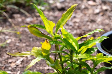 Green leaves of exotic aromatic medicinal plant cardamom close up in summer