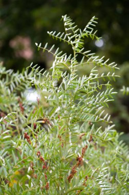 Botanical collection, Glycyrrhiza glabra or root liquorice medicinal plant growing in garden in summer