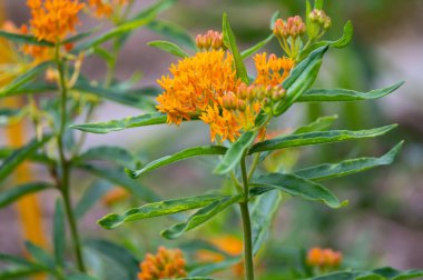 Asclepias tuberosa or butterfly weed, species of milkweed native to eastern and southwestern North America in summer