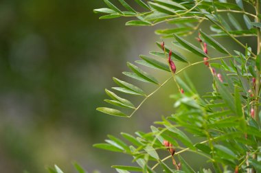 Botanical collection, Glycyrrhiza glabra or root liquorice medicinal plant growing in garden in summer
