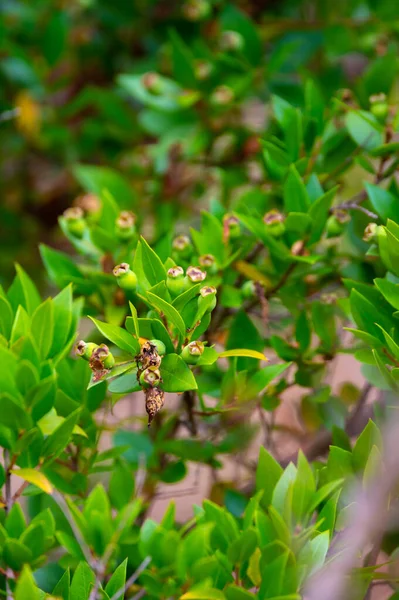 Botanical collection, leaves and berries of myrtus communis or true myrtle plant growing in garden in summer