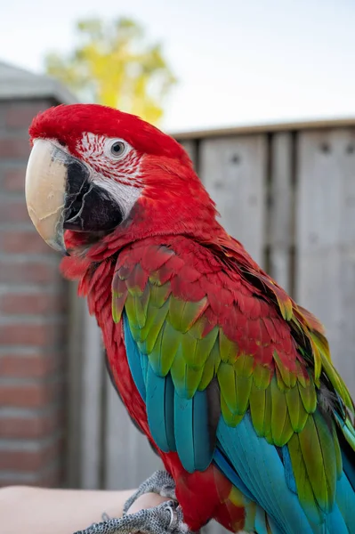 Large Colorful South American Macaw Ara Parrot Sitting Outdoor Close — Foto Stock