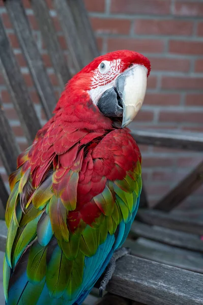 Large Colorful South American Macaw Ara Parrot Sitting Outdoor Close — Photo