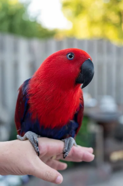 Самка Попугая Eclectus Обитающая Соломоновых Островах Австралии Молуккских Островах Ярко — стоковое фото