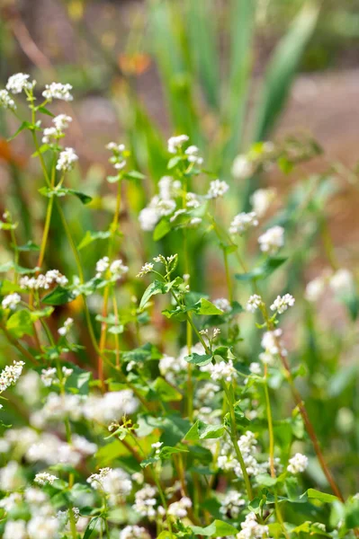 Summer Blossom Fagopyrum Esculentum Buckwheat Edible Plant Healthy Vegetarian Food — Photo