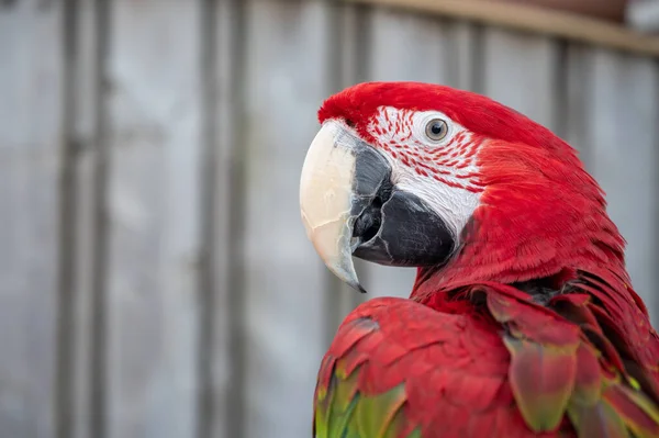 Large Colorful South American Macaw Ara Parrot Sitting Outdoor Close — Foto Stock