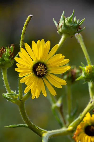 Yellow Flowers Heads Silphium Laciniatum Compass Plant Growing Summer Garden — Stockfoto