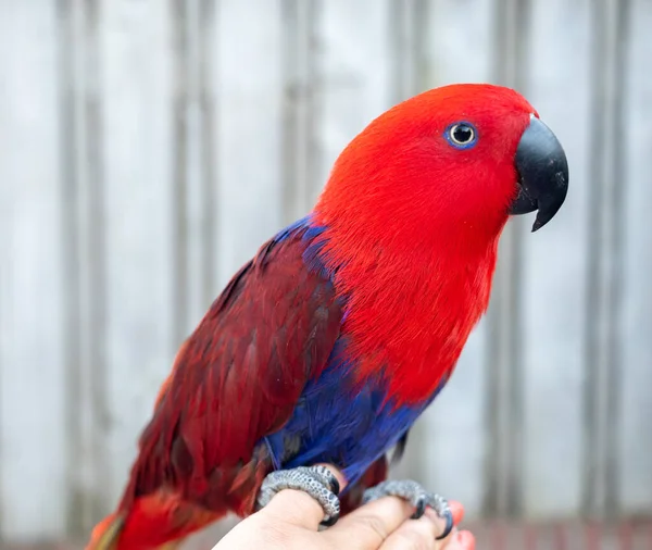 Eclectus Female Parrot Native Solomon Islands Australia Maluku Islands Bright — Zdjęcie stockowe