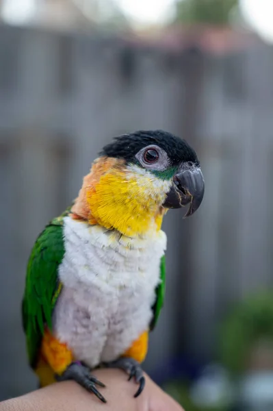 Small Colorful Australian Lory Parrot Sitting Hand Outdoor — Fotografia de Stock