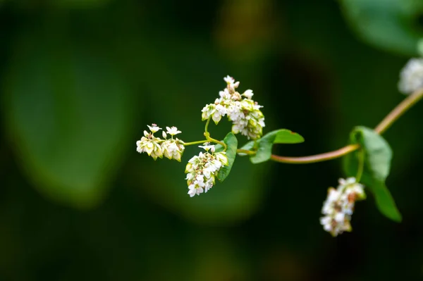 Summer Blossom Fagopyrum Esculentum Buckwheat Edible Plant Healthy Vegetarian Food — Foto de Stock