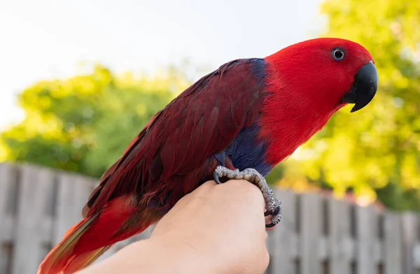 Eclectus Female Parrot Native Solomon Islands Australia Maluku Islands Bright — Foto de Stock