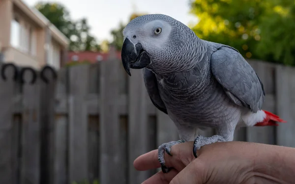 African Grey Parrot Red Tail Sitting Hand Outdoor — Foto Stock
