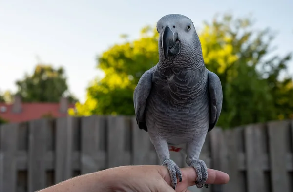 African Grey Parrot Red Tail Sitting Hand Outdoor — Stock Photo, Image