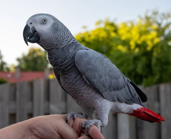 African Grey Parrot Red Tail Sitting Hand Outdoor — Stockfoto