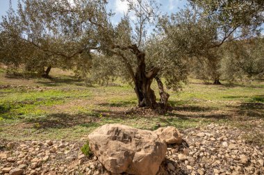 Bahar mevsiminde tepelerde zeytin ağaçları, sarı yabani çiçekler, Endülüs, İspanya
