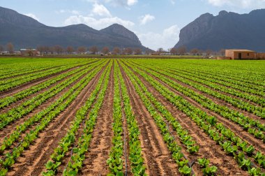 Yeşil salatalı tarlalar. Zafarraya kasabası yakınlarındaki tarım vadisinde panoramik manzara sebze, yeşil marul salatası, lahana, enginar, Endülüs, İspanya