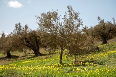Bahar mevsiminde tepelerde zeytin ağaçları, sarı yabani çiçekler, Endülüs, İspanya