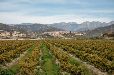 Kosta Tropikal, Endülüs, İspanya 'daki çiftliklerde bulunan yemyeşil avokado ağaçlarının hava manzarası. İspanya 'da avokado meyvelerinin yetiştirilmesi.
