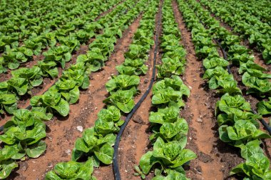 Nisan ayında İspanya 'nın Endülüs şehrinde verimli topraklar ve sıra sıra yetişen yeşil marul salatasıyla tarım arazileri