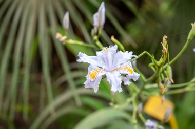 Çiçek açan iris japonica 'nın mavi beyaz çiçekleri bahçedeki yabani bitkiler
